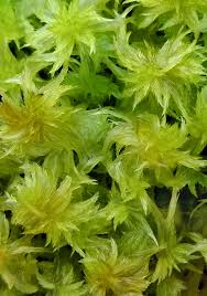 Attēlu rezultāti vaicājumam “Sphagnum inundatum”