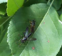 Attēlu rezultāti vaicājumam “Choerades sp.”