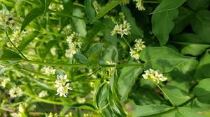 Attēlu rezultāti vaicājumam “Vincetoxicum hirundinaria”