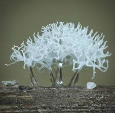 Attēlu rezultāti vaicājumam “Ceratiomyxa fruticulosa”