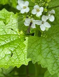 Attēlu rezultāti vaicājumam “Alliaria petiolata flower”