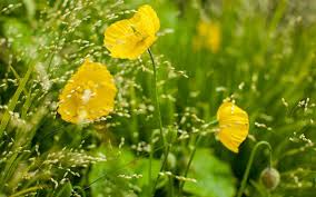 Image result for Meconopsis cambrica