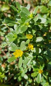 Attēlu rezultāti vaicājumam “Portulaca oleracea leaf”