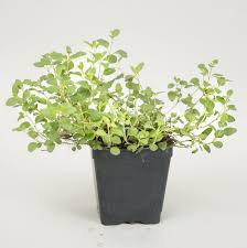 Image result for Oregano