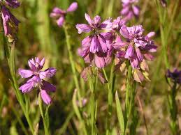 Attēlu rezultāti vaicājumam “Polygala comosa”