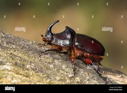 Attēlu rezultāti vaicājumam “Oryctes nasicornis male”