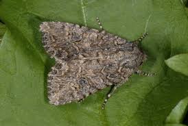 Attēlu rezultāti vaicājumam “Hadula trifolii”