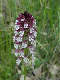 Attēlu rezultāti vaicājumam “Orchis ustulata”