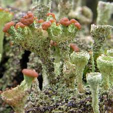 Attēlu rezultāti vaicājumam “Cladonia pyxidata”