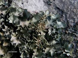 Attēlu rezultāti vaicājumam “Biatoropsis usnearum”