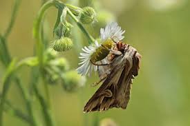 Attēlu rezultāti vaicājumam “Actinotia polyodon”