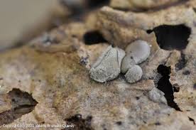 Attēlu rezultāti vaicājumam “Dianema depressum macro”