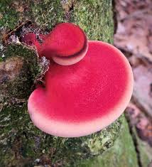 Attēlu rezultāti vaicājumam “Fistulina hepatica”