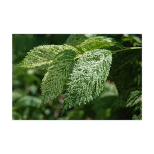 Attēlu rezultāti vaicājumam “Ulmus minor”