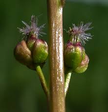 Attēlu rezultāti vaicājumam “Triglochin palustre”