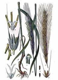 Attēlu rezultāti vaicājumam “Secale cereale”