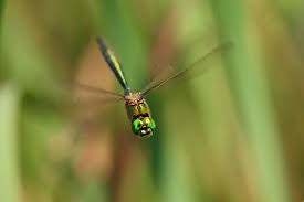 Attēlu rezultāti vaicājumam “Cordulidae”