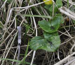 Attēlu rezultāti vaicājumam “Uromyces dactylidis”