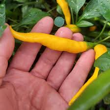 Afbeeldingsresultaat voor thai yellow hot pepper