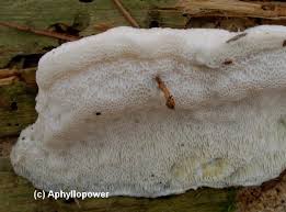 Attēlu rezultāti vaicājumam “Diplomitoporus flavescens”