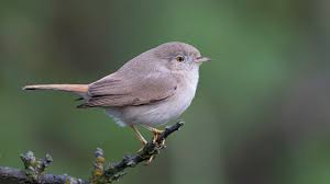 Image result for Sylvia nana