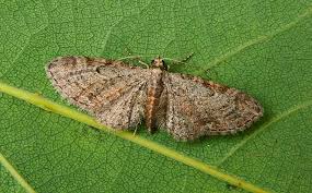 Attēlu rezultāti vaicājumam “Eupithecia tenuiata”