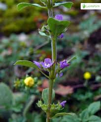 Attēlu rezultāti vaicājumam “Acinos arvensis”