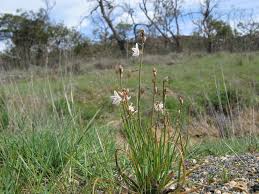 Image result for Asphodelus fistulosus