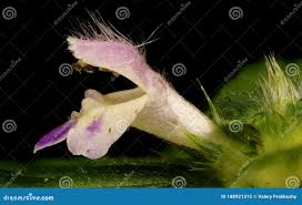 Attēlu rezultāti vaicājumam “Galeopsis bifida flower”