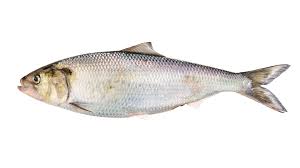 Image result for Alosa mediocris