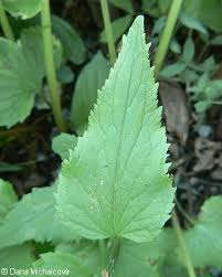 Attēlu rezultāti vaicājumam “Phyteuma spicatum fruit”