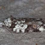 Attēlu rezultāti vaicājumam “Nycteola degenerana”