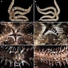 Attēlu rezultāti vaicājumam “Ophiotheca sp.”