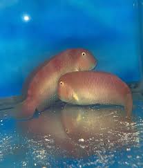 Image result for Xyrichtys novacula