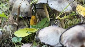 Attēlu rezultāti vaicājumam “Coprinus atramentarius”