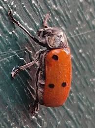 Attēlu rezultāti vaicājumam “Clytra quadripunctata”