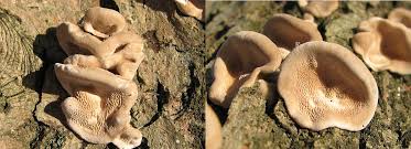 Attēlu rezultāti vaicājumam “Bjerkandera fumosa”