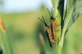 Attēlu rezultāti vaicājumam “Oberea oculata”