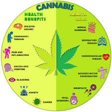Attēlu rezultāti vaicājumam “Cannabis sativa”