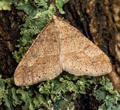 Attēlu rezultāti vaicājumam “Agriopis marginaria”