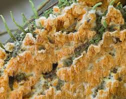 Attēlu rezultāti vaicājumam “Leucogyrophana mollusca”