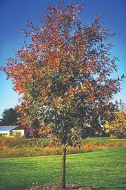 Attēlu rezultāti vaicājumam “Quercus rubra”