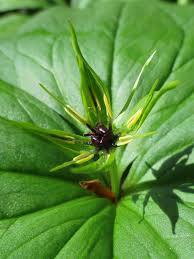 Attēlu rezultāti vaicājumam “Paris quadrifolia bud”