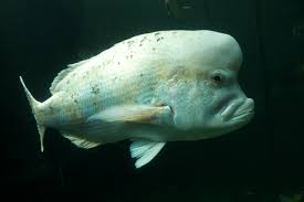 Image result for Chrysoblephus laticeps