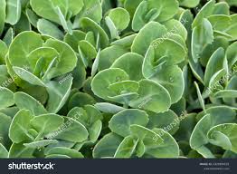 Attēlu rezultāti vaicājumam “Hylotelephium telephium leaf”