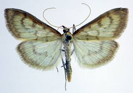 Attēlu rezultāti vaicājumam “Paratalanta hyalinalis”