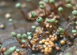 Attēlu rezultāti vaicājumam “Trichia flavicoma”