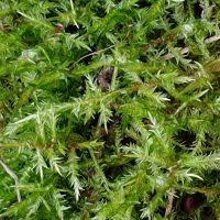Attēlu rezultāti vaicājumam “Calliergonella cuspidata sporophyte”