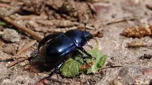 Attēlu rezultāti vaicājumam “Geotrupes stercorarius”