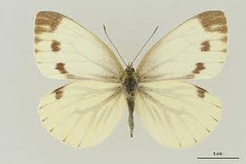 Attēlu rezultāti vaicājumam “Pieris napi”